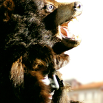 Fête de l'Ours Saint Laurent de Cerdans