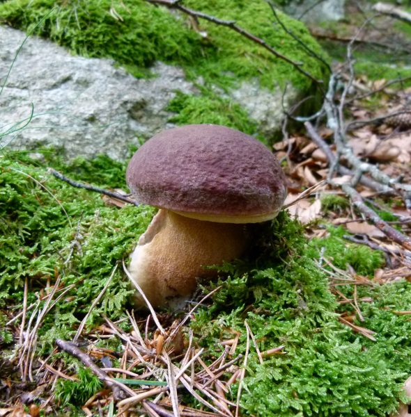 Fête du Champignon