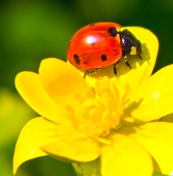 8ème Eco Festiv’Arles