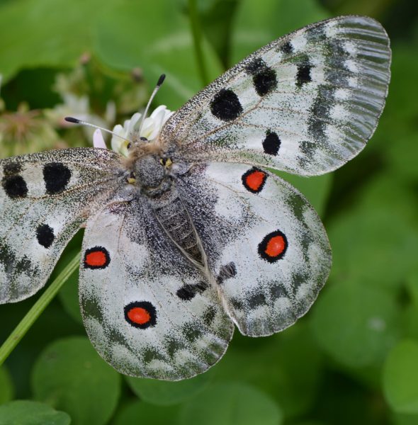 Conférence sur les papillons et petites bêtes
