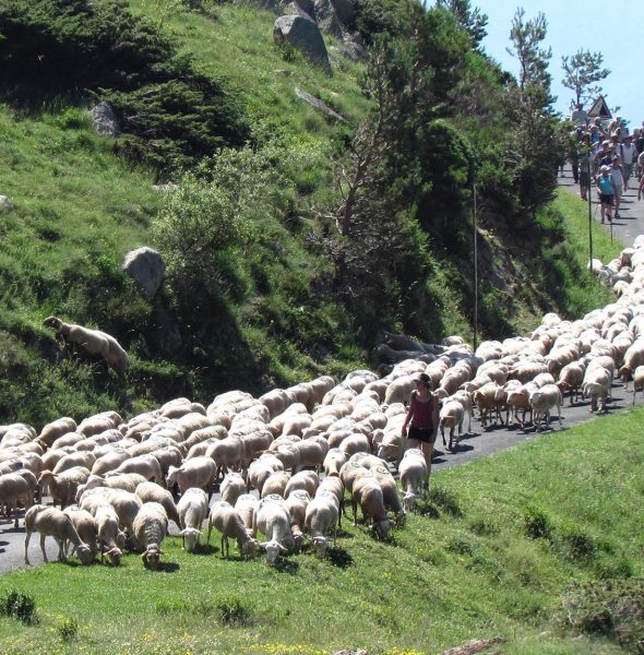 Fête de l’estive – Transhumance 2018
