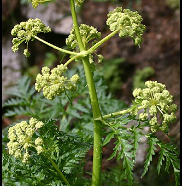 Les salades sauvages de montagne 2018