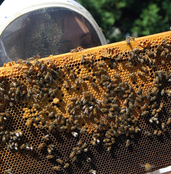 Conférence projection