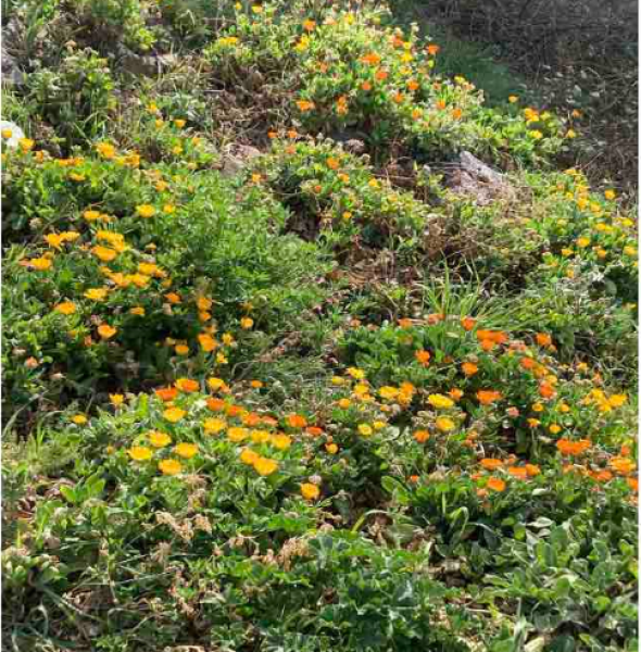 Journée de l’environnement à Saint-Marsal